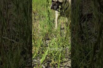 French Bulldog's Exploring Nature's Playground