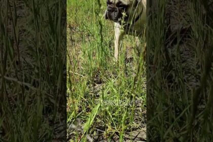 French Bulldog's Exploring Nature's Playground