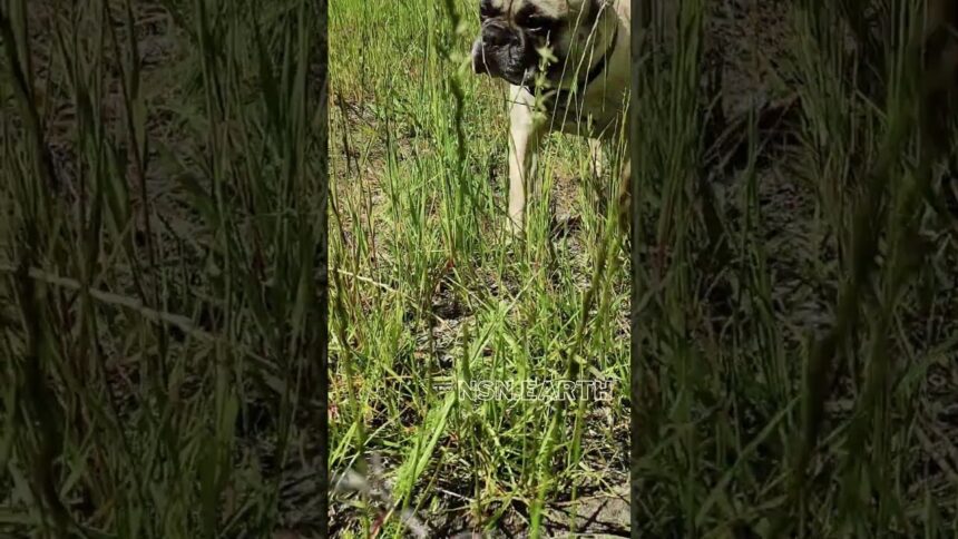 French Bulldog's Exploring Nature's Playground