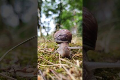 Hungry Giant: Big Snail Munching on Grass!