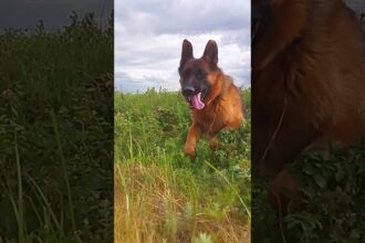 Joyful German Shepherd Revels in Nature's Playground