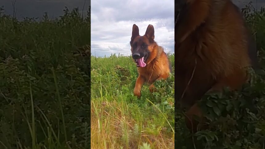 Joyful German Shepherd Revels in Nature's Playground