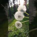 Magical Dandelion Moments