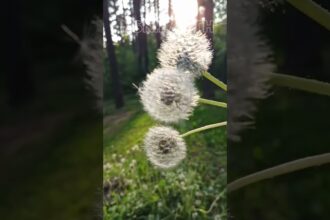 Magical Dandelion Moments