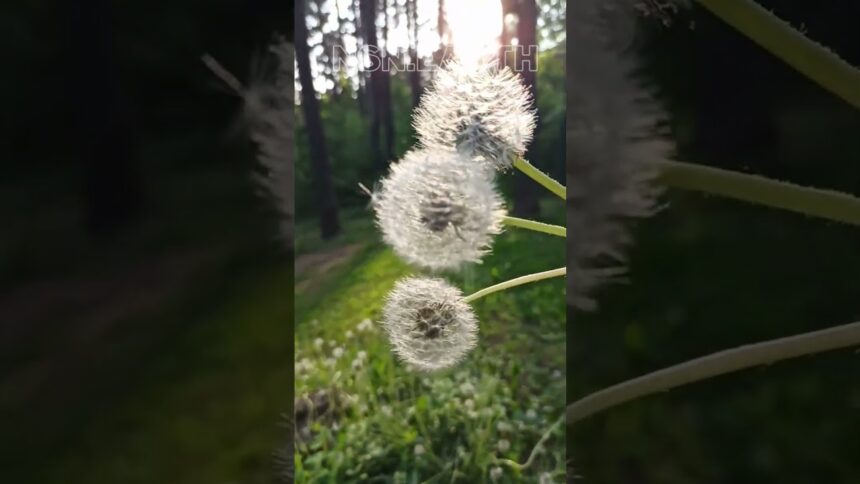 Magical Dandelion Moments