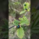 Meet the Steelblue Ladybird: Nature's Little Pest Control Hero
