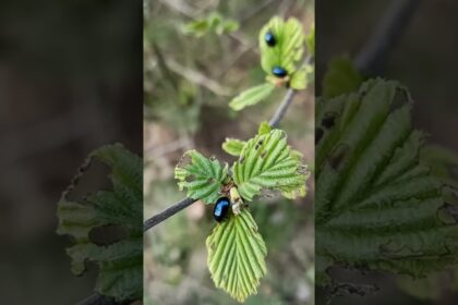 Meet the Steelblue Ladybird: Nature's Little Pest Control Hero