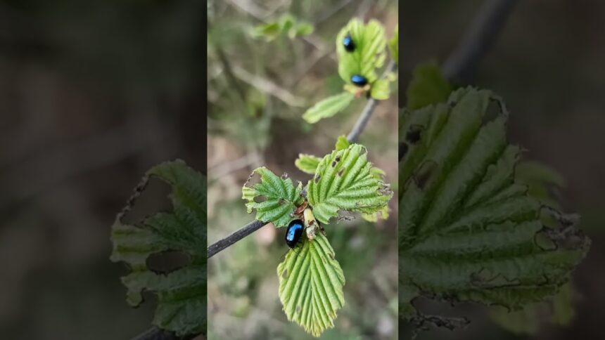 Meet the Steelblue Ladybird: Nature's Little Pest Control Hero