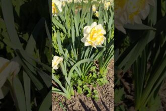 Milk White Peony: A Serene Garden Beauty with Cawing of Ravens