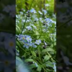 Unveiling the Wonders of Forget-Me-Not Flowers