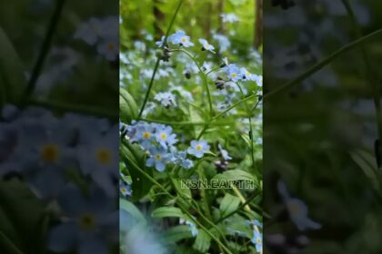 Unveiling the Wonders of Forget-Me-Not Flowers