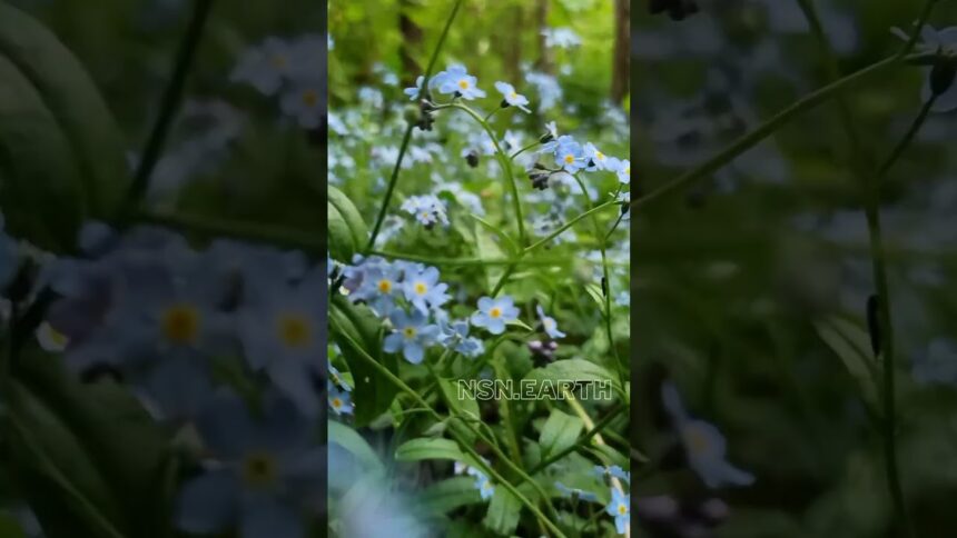 Unveiling the Wonders of Forget-Me-Not Flowers