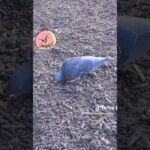 Watch this Adorable Pigeon Enjoying a Snack to the Beat