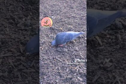 Watch this Adorable Pigeon Enjoying a Snack to the Beat