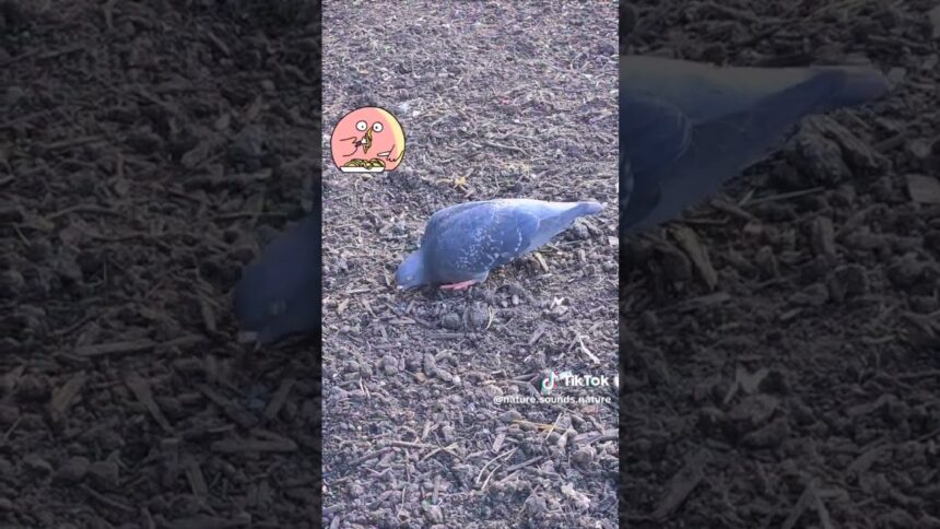 Watch this Adorable Pigeon Enjoying a Snack to the Beat