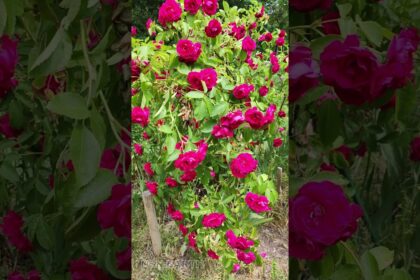 Whispers of the Gallic Rose: A Fragrant Dance with Nature