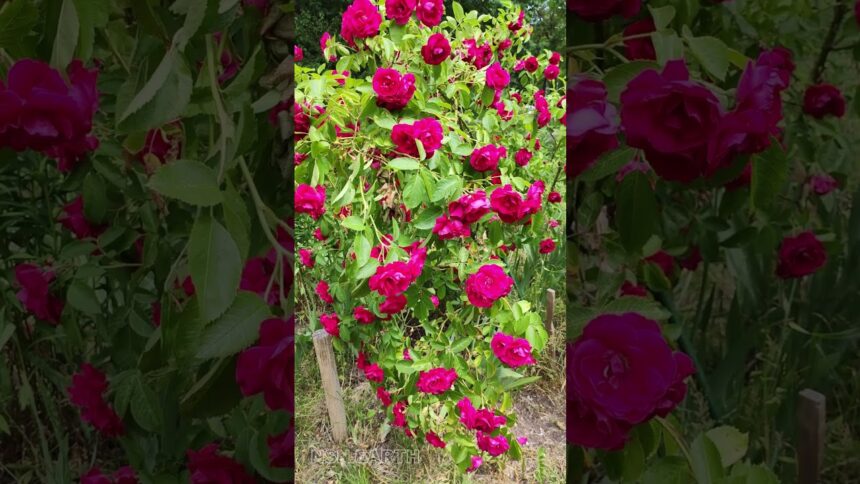 Whispers of the Gallic Rose: A Fragrant Dance with Nature