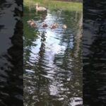 Adorable Duckling Family's First Swim
