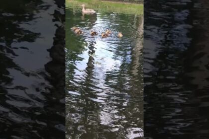 Adorable Duckling Family's First Swim