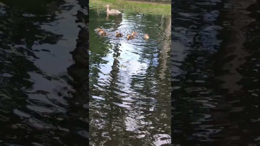 Adorable Duckling Family's First Swim