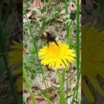 Bee's Journey Through a Dandelion Field