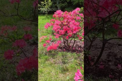 Blooming Beauty: Exploring Rhododendron Simsii in the Garden