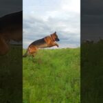 Boundless German Shepherd Soars Through the Grass with Joyful Leaps