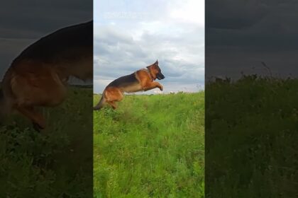 Boundless German Shepherd Soars Through the Grass with Joyful Leaps