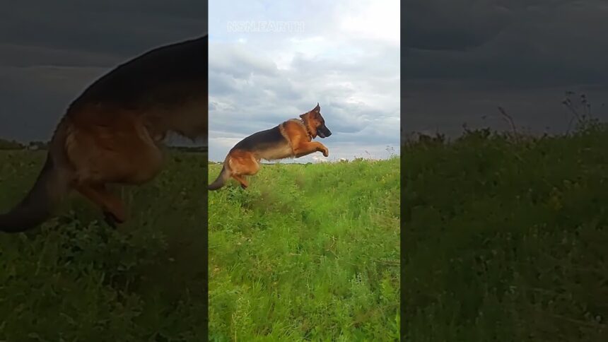 Boundless German Shepherd Soars Through the Grass with Joyful Leaps