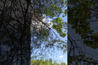 Captivating Tree Tops Swaying in the Wind