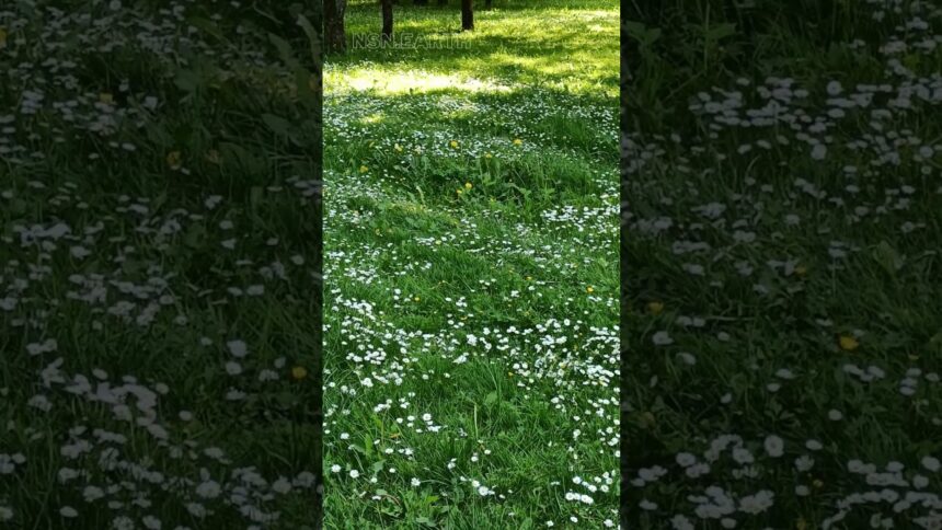 Chamomile Field ASMR with Blowing Sounds