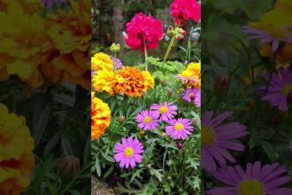 Colorful Summer Flowers