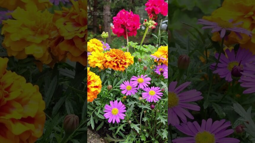 Colorful Summer Flowers