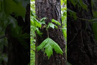 Dancing Raindrops on Forest Leaves