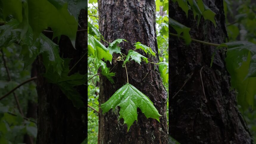 Dancing Raindrops on Forest Leaves