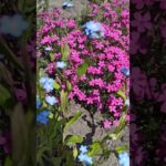 Forget-Me-Nots Dancing in the Wind