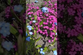 Forget-Me-Nots Dancing in the Wind