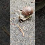 Funky Snail's Crawl to the Beat