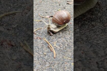 Funky Snail's Crawl to the Beat