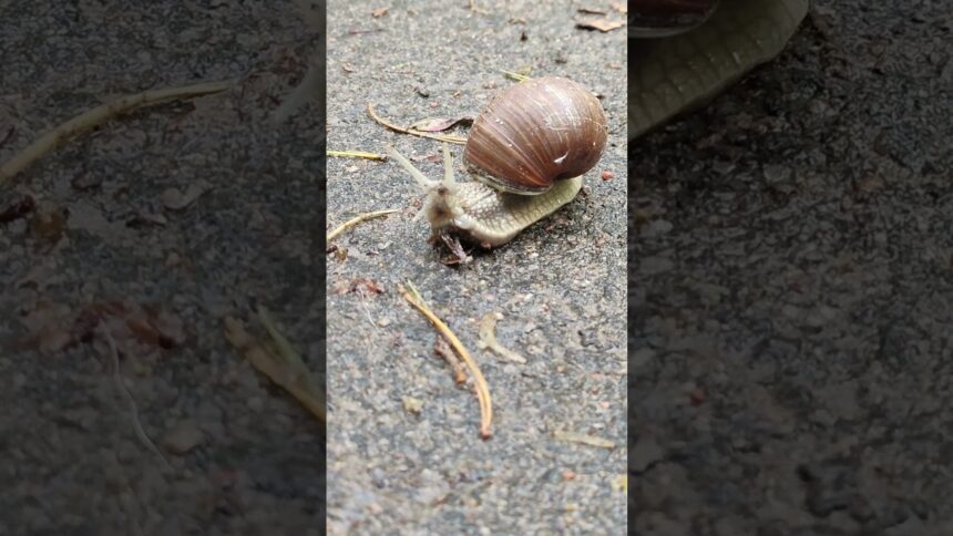 Funky Snail's Crawl to the Beat