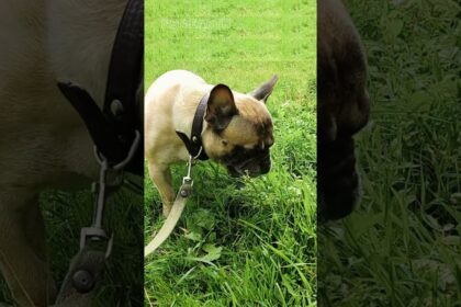 Grass Gastronomy: Frenchie's Tasty Adventure