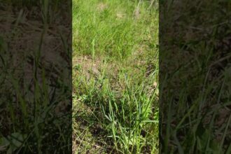 Magical Moment: Butterfly and Dandelions