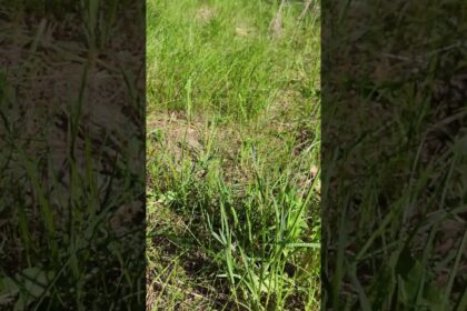 Magical Moment: Butterfly and Dandelions