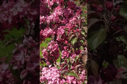 Nature's Delight: Mesmerizing Apple Blossoms