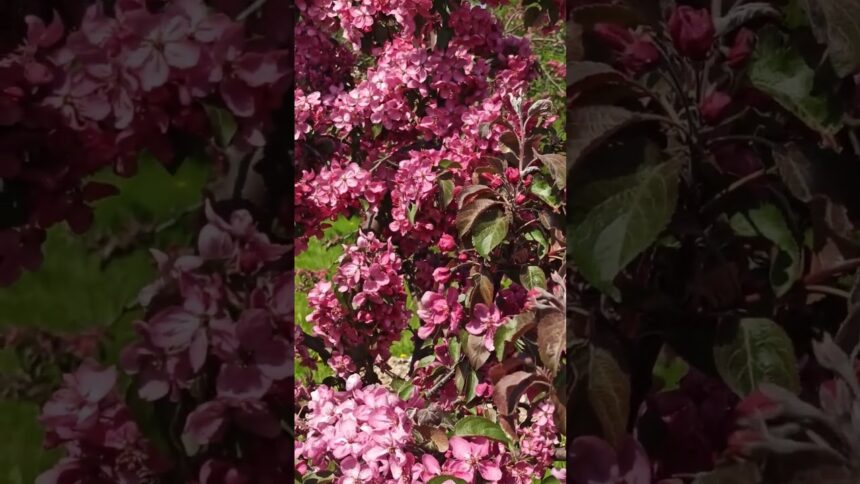 Nature's Delight: Mesmerizing Apple Blossoms