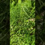 Nature's Rhythm: Field Horsetail Dancing to the Beat