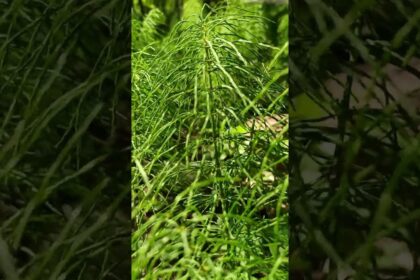 Nature's Rhythm: Field Horsetail Dancing to the Beat