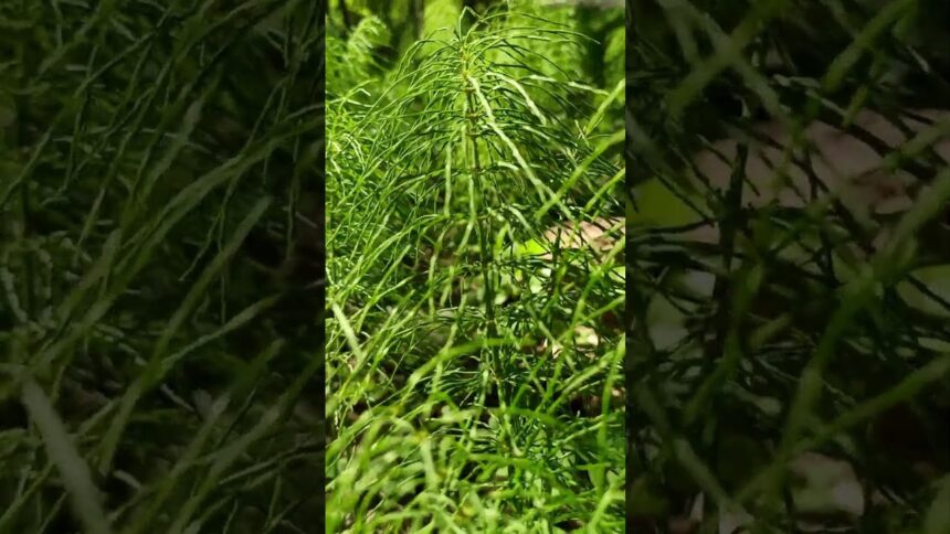 Nature's Rhythm: Field Horsetail Dancing to the Beat